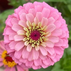 Meet your Posher, Julia